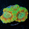 Cyclops Asian Acan