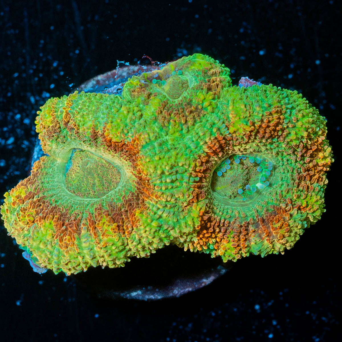 Cyclops Asian Acan