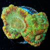 Cyclops Asian Acan - riptide aquaculture llc