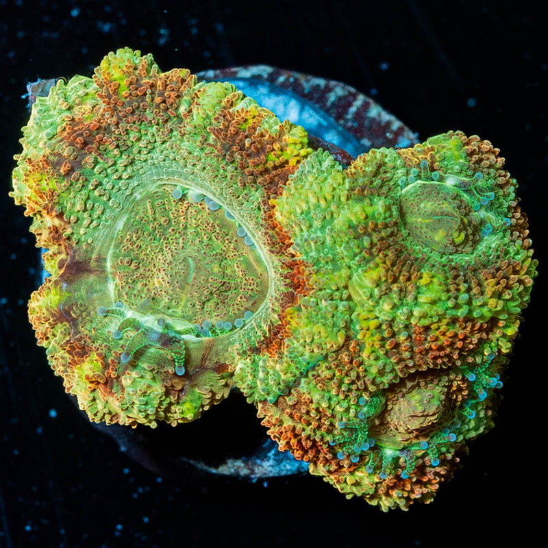 Cyclops Asian Acan