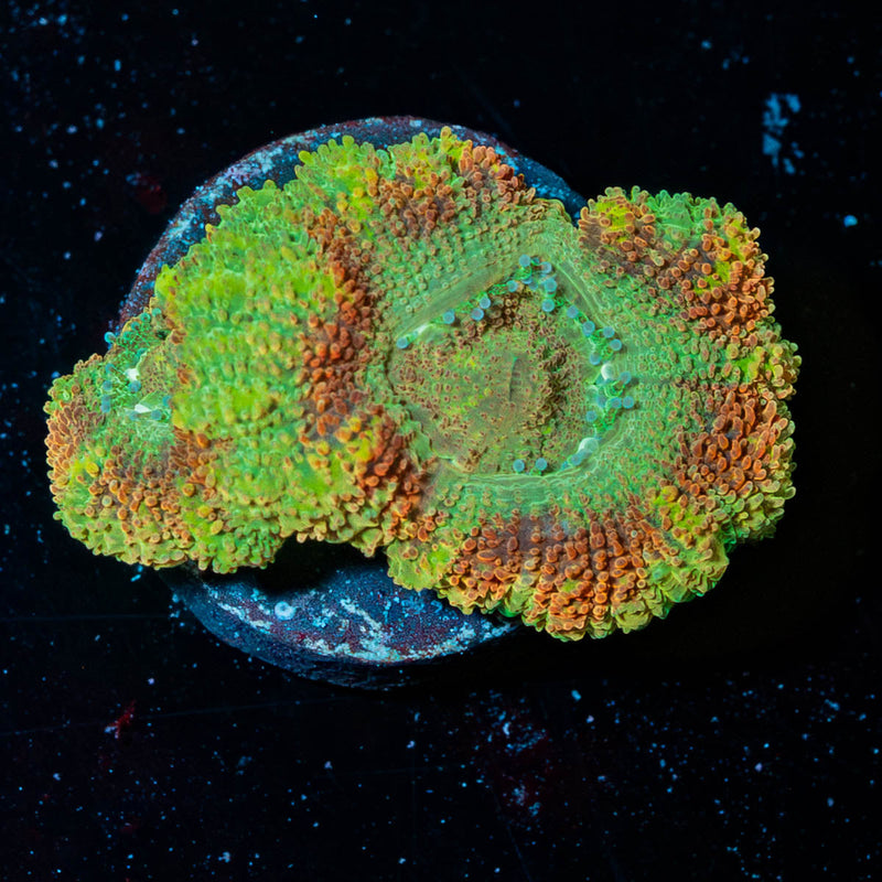 Cyclops Asian Acan