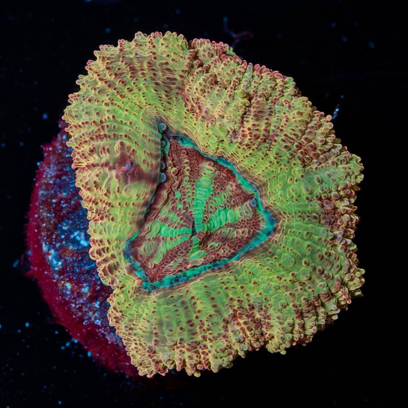 Moonlight Asian Acan