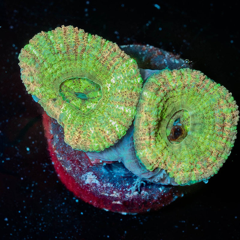 Cyclops Asian Acan