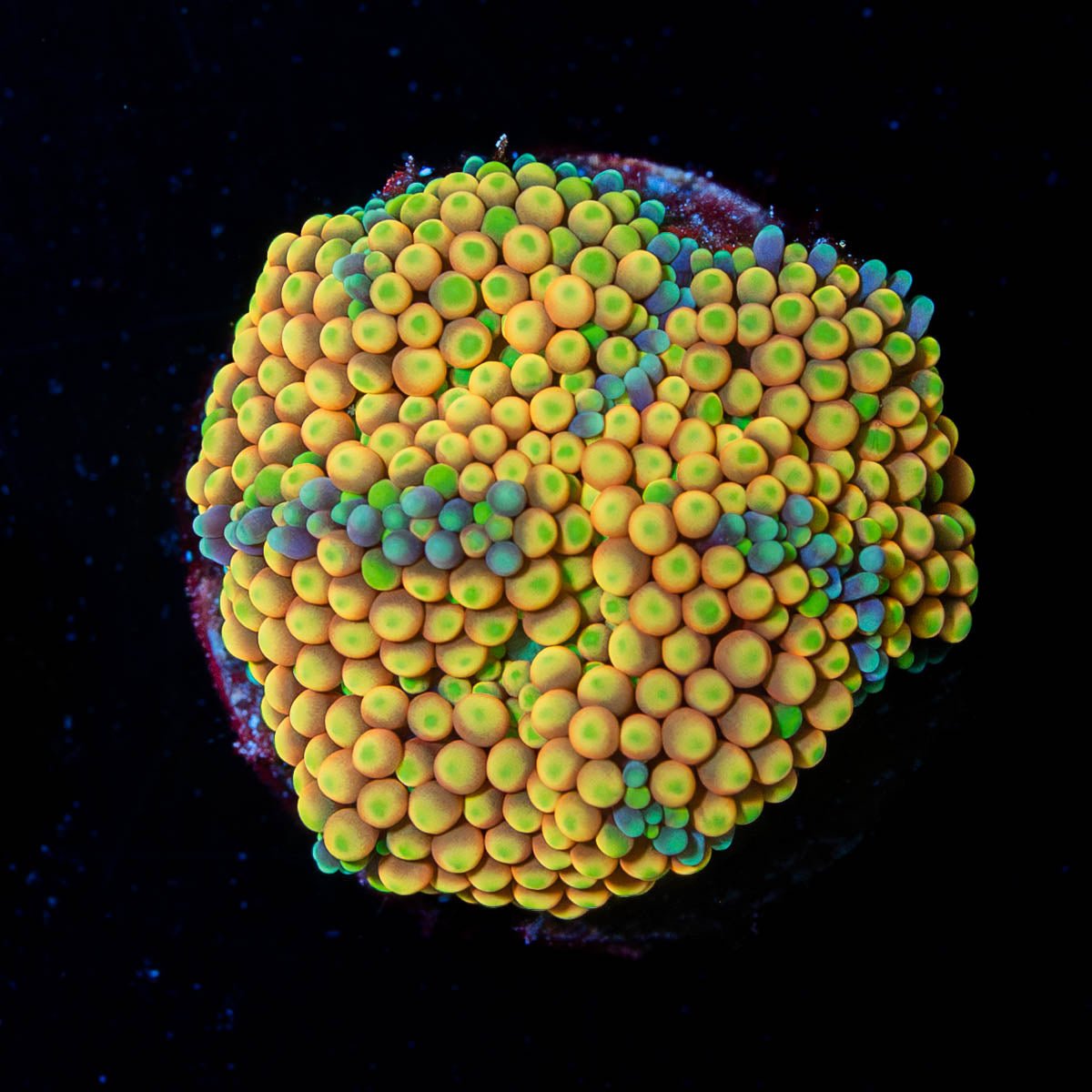 Ultra FL Ricordea Mushroom - riptide aquaculture llc