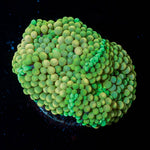 Ricordea Mushrooms - riptide aquaculture llc