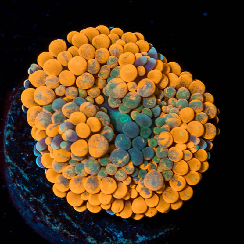 Orange Ultra FL Ricordea Mushroom