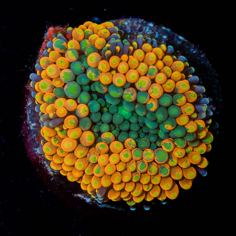 Orange Ultra FL Ricordea Mushroom