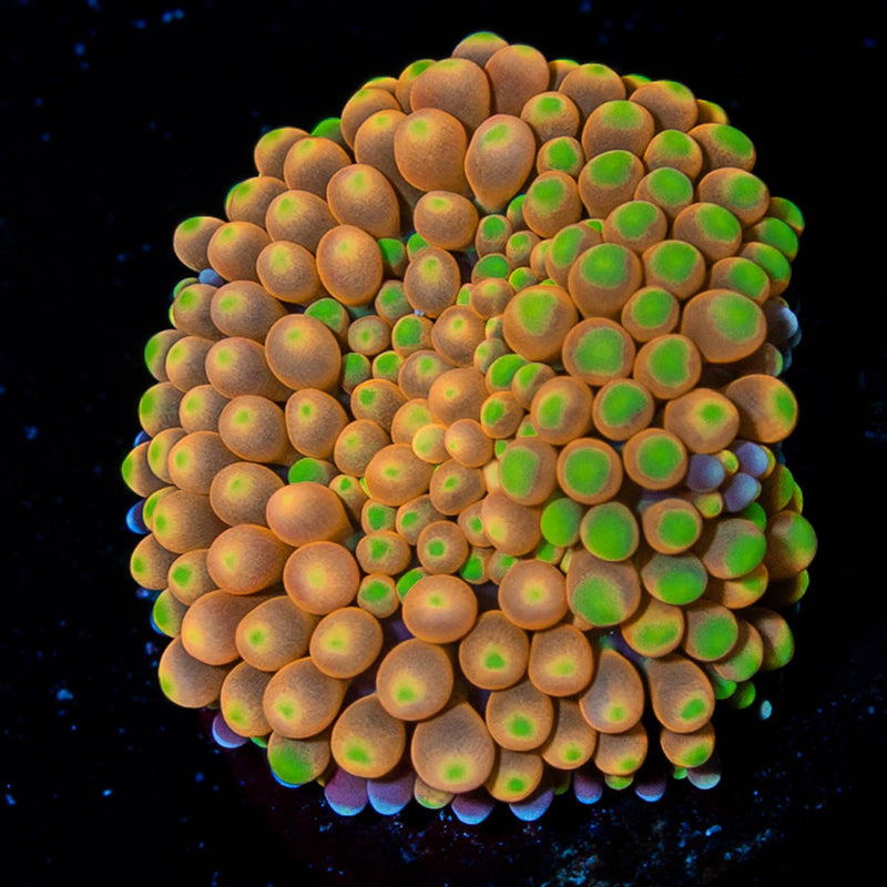 Ultra FL Ricordea Mushroom