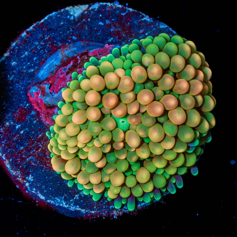 Ultra FL Ricordea Mushroom