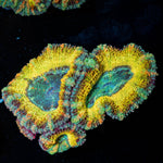 Thors Hammer Acan / Micromussa - riptide aquaculture llc