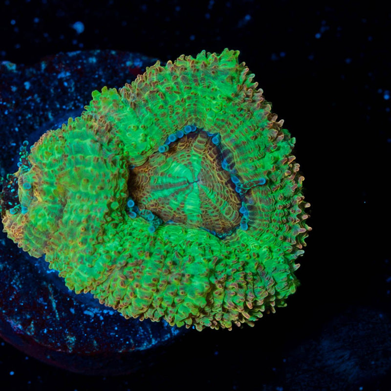 Cyclops Asian Acan