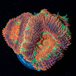 Blood Moon Asian Acan - riptide aquaculture llc