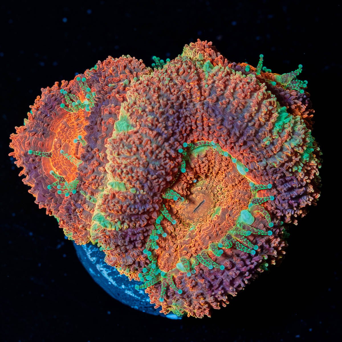 Blood Moon Asian Acan - riptide aquaculture llc