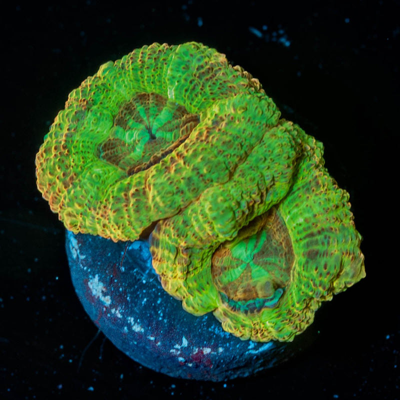 Cyclops Asian Acan