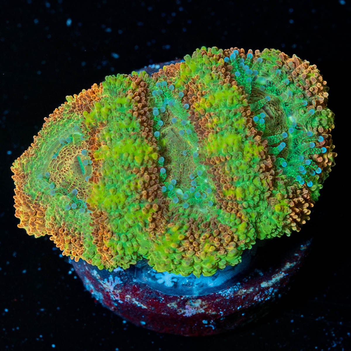 Cyclops Asian Acan - riptide aquaculture llc