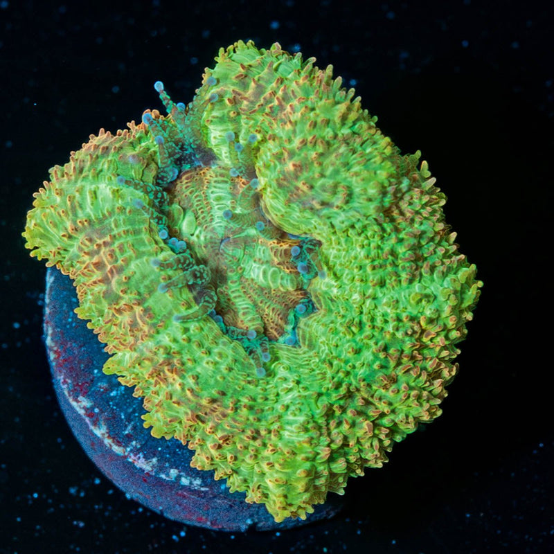 Cyclops Asian Acan