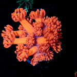 Red Bull Goniopora - riptide aquaculture llc