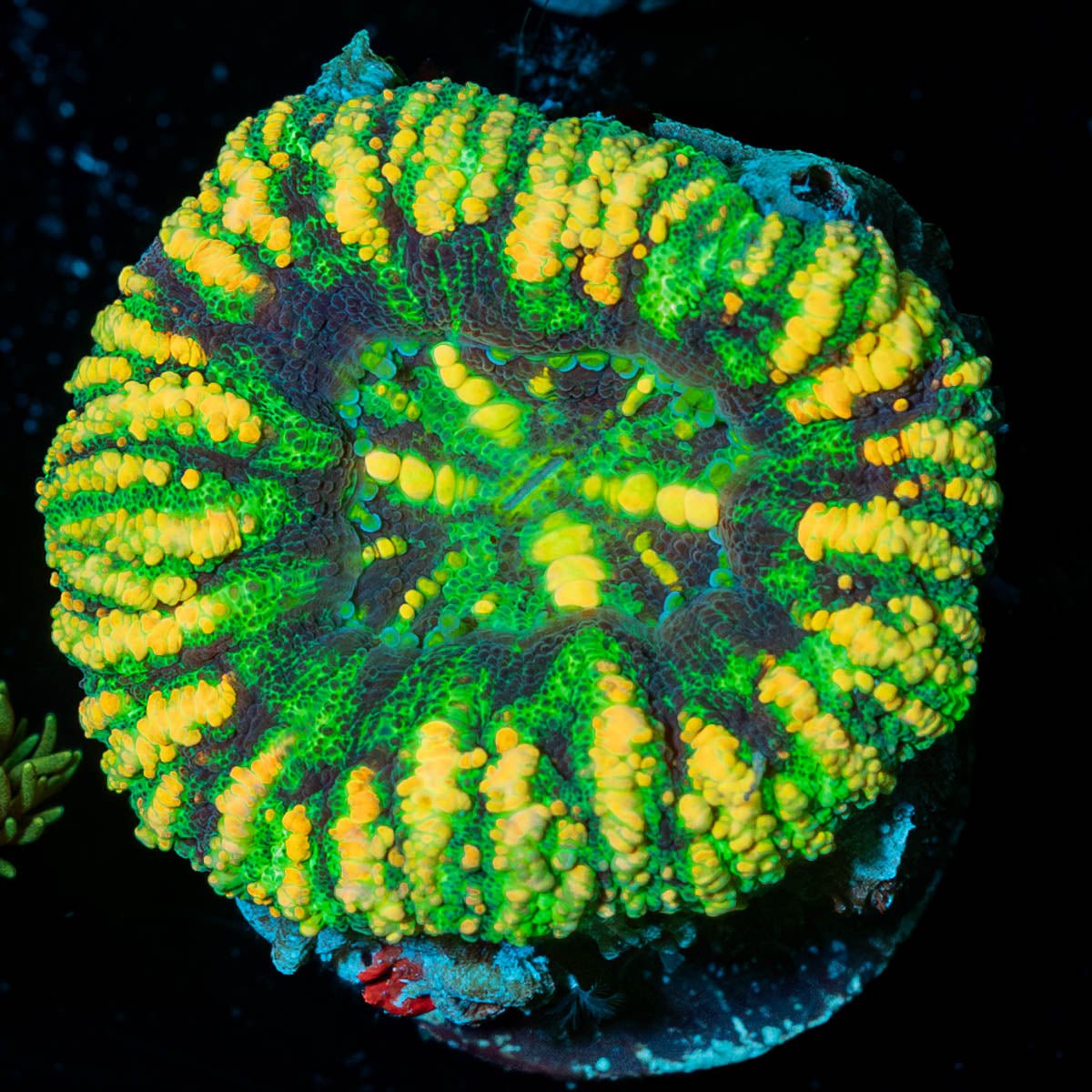 Ultra Button Scoly - riptide aquaculture llc