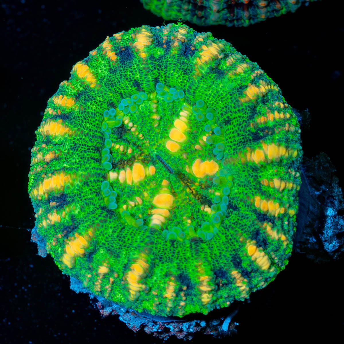 Ultra Button Scoly - riptide aquaculture llc