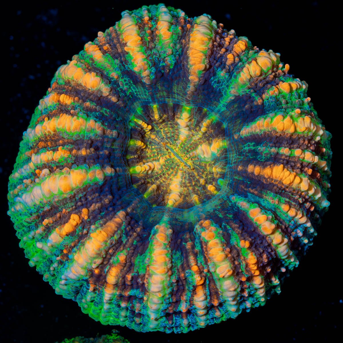 Ultra Button Scoly - riptide aquaculture llc