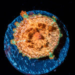 Orange Umbrella Mushroom - riptide aquaculture llc