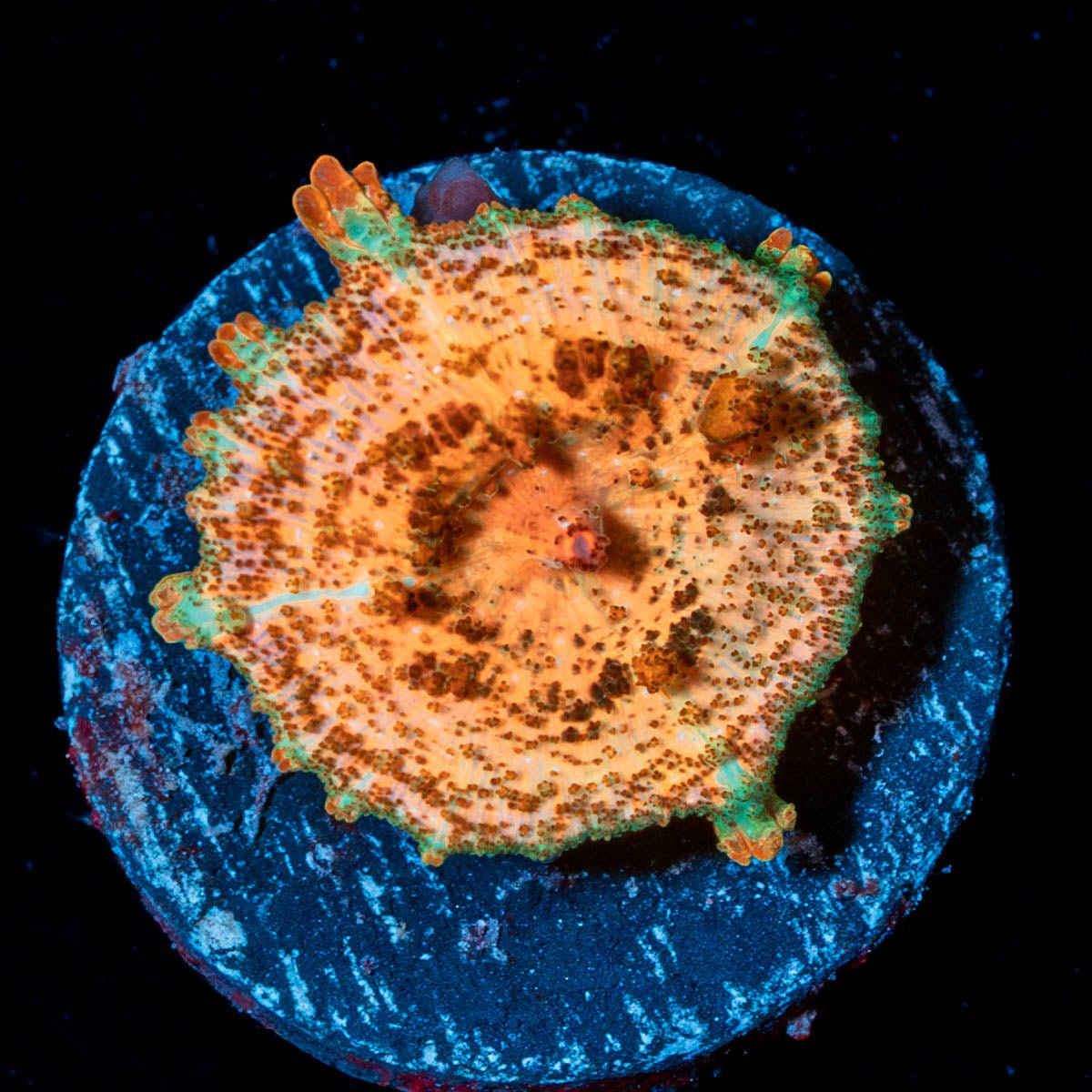 Orange Umbrella Mushroom - riptide aquaculture llc