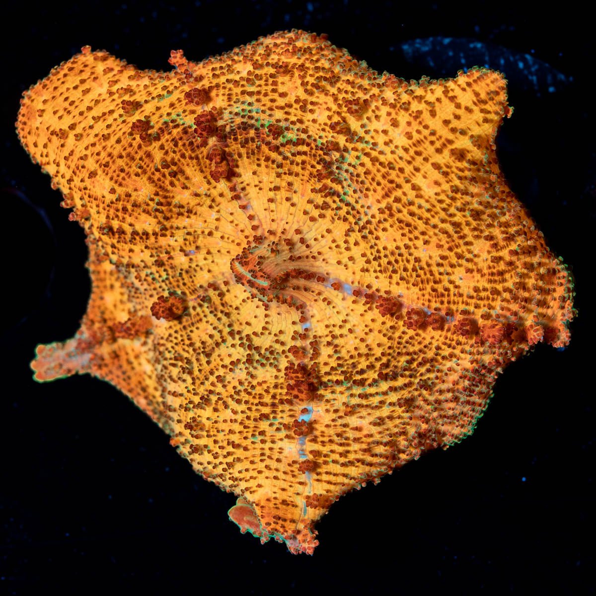 Orange Umbrella Mushroom - riptide aquaculture llc