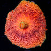 Orange Umbrella Mushroom - riptide aquaculture llc