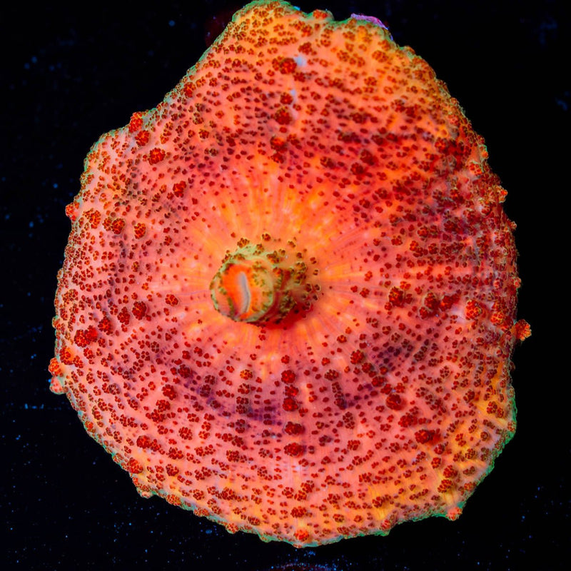 Orange Umbrella Mushroom