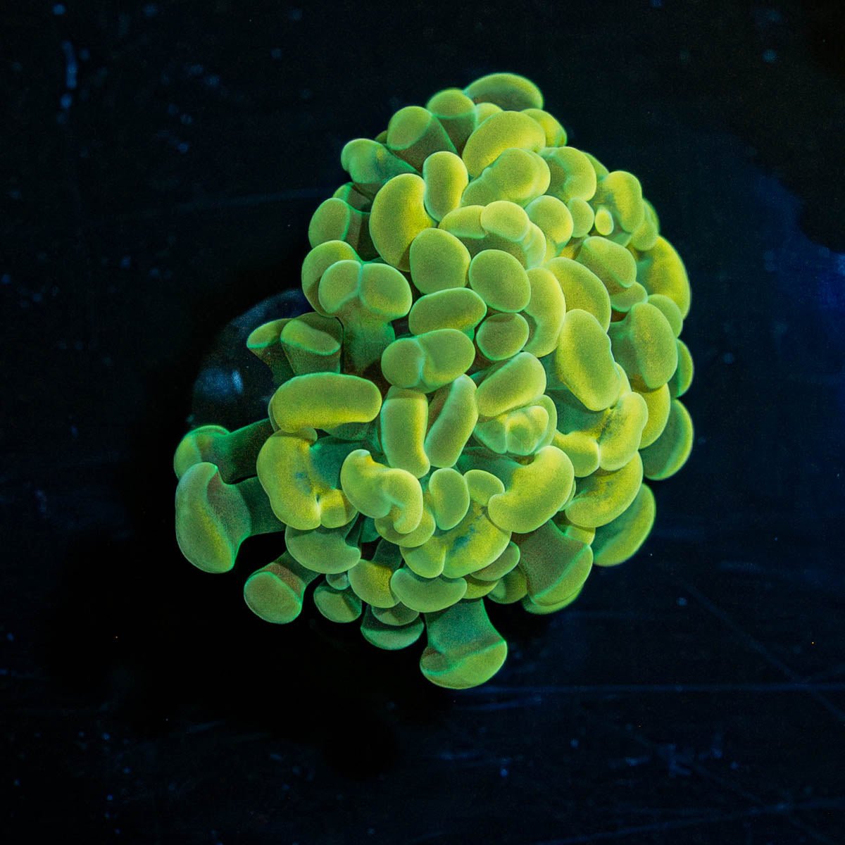 Golden Branching Hammer - riptide aquaculture llc