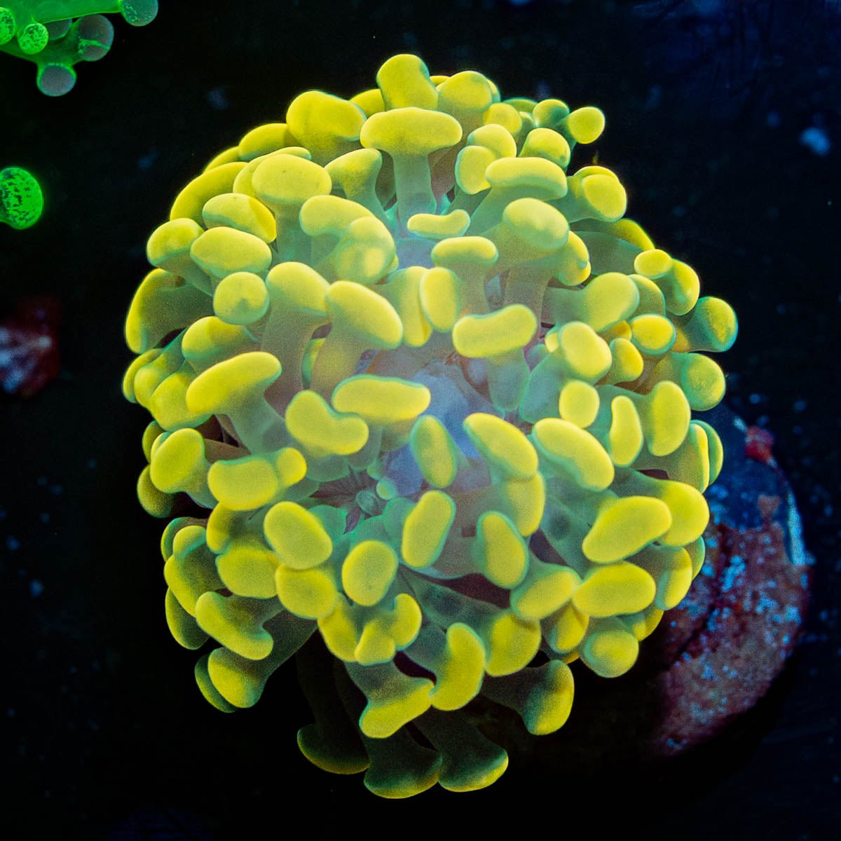 Golden Branching Hammer - riptide aquaculture llc