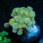 Golden Branching Hammer - riptide aquaculture llc