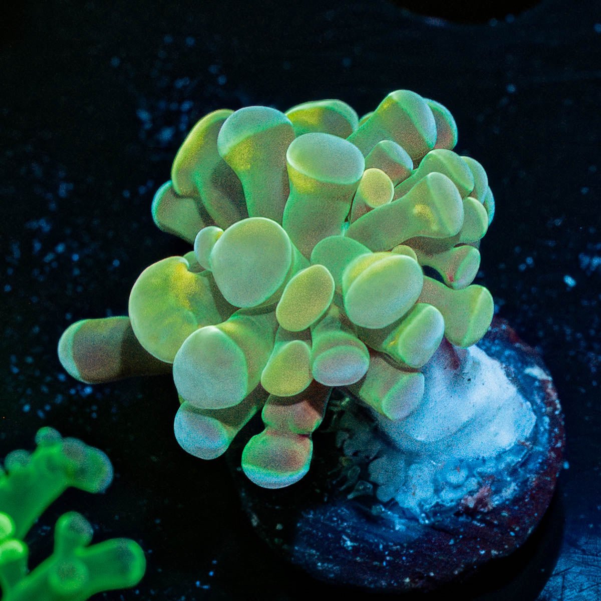 Golden Branching Hammer - riptide aquaculture llc