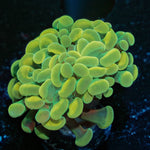 Golden Branching Hammer - riptide aquaculture llc