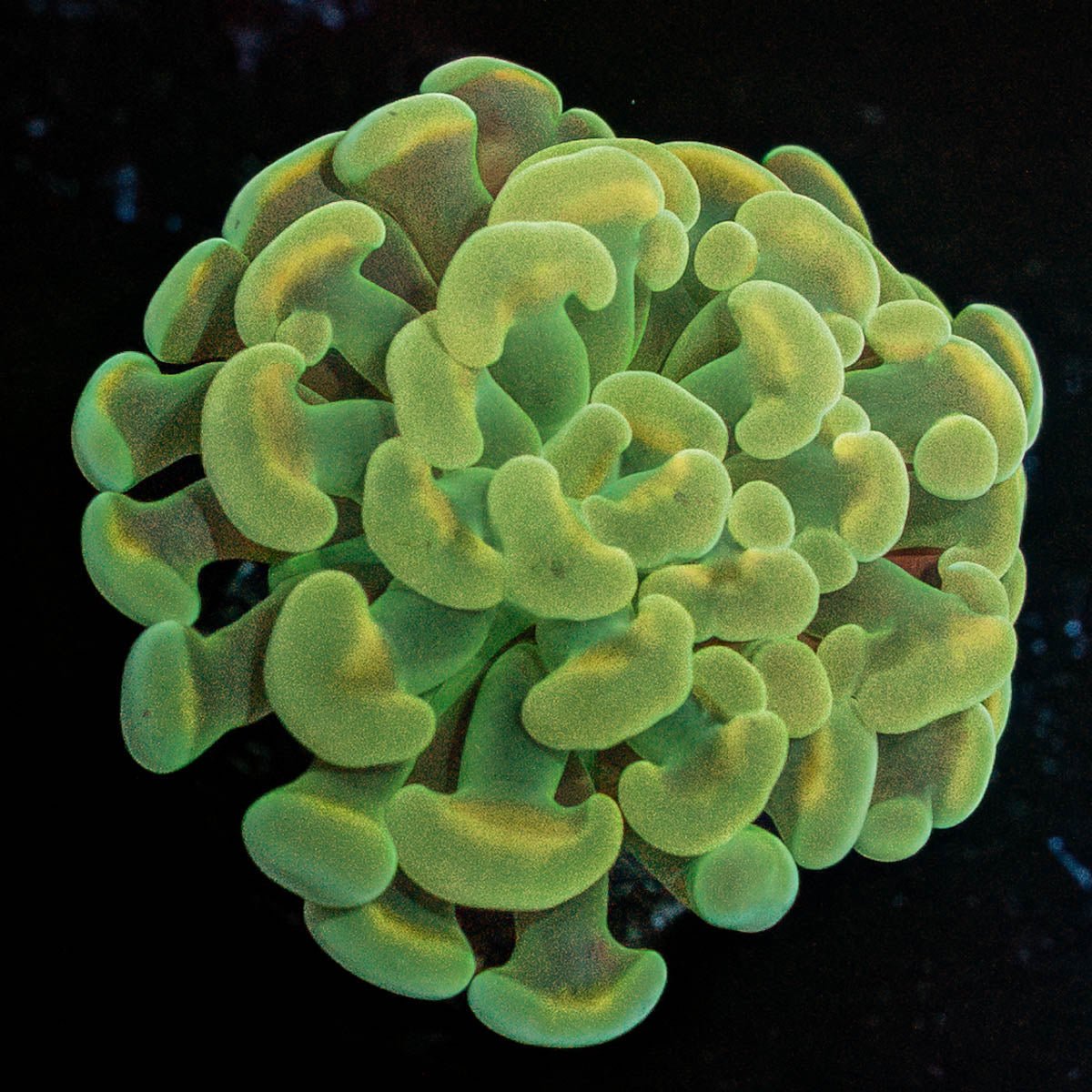 Golden Branching Hammer - riptide aquaculture llc