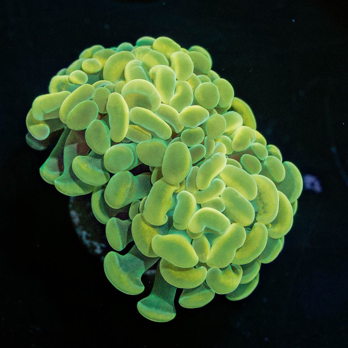 Golden Branching Hammer - riptide aquaculture llc