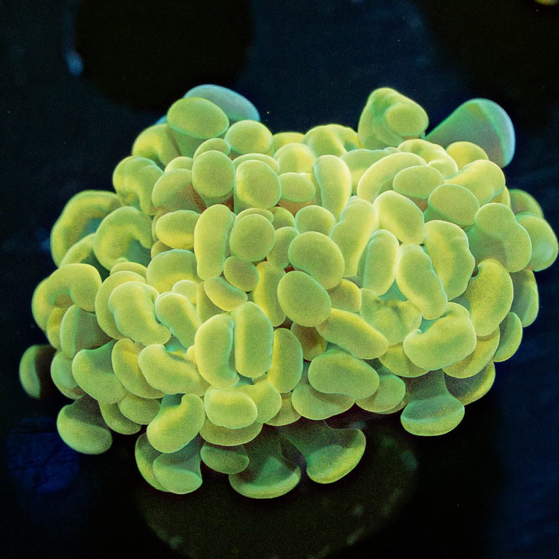 Golden Branching Hammer