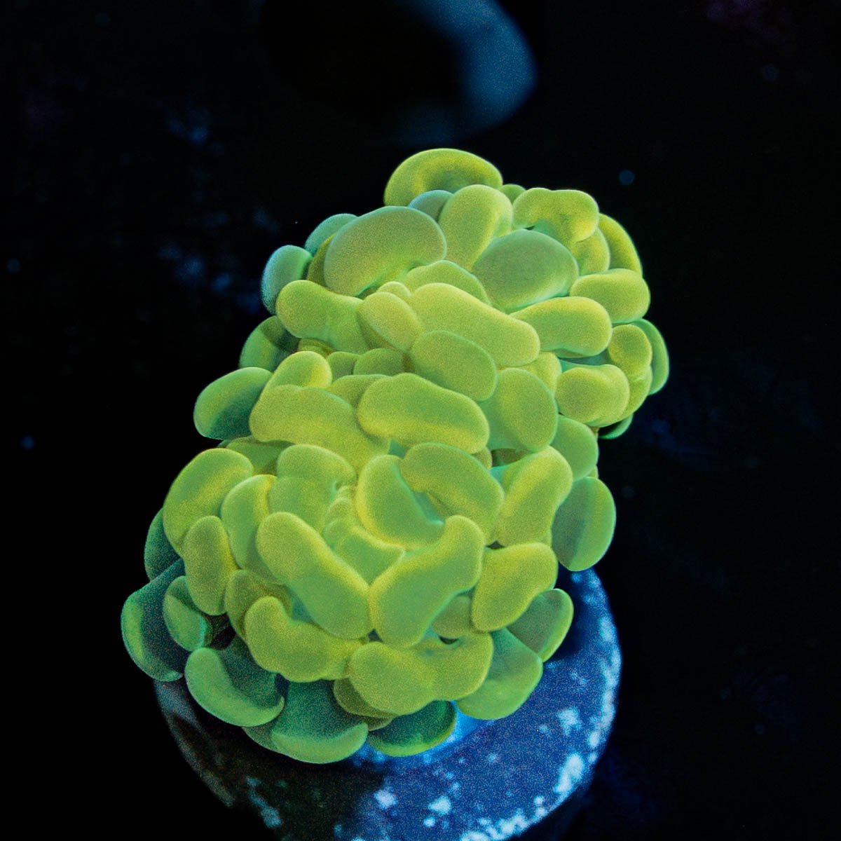 Golden Branching Hammer - riptide aquaculture llc