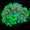 Sick and Twisted Hammer Euphyllia - riptide aquaculture llc