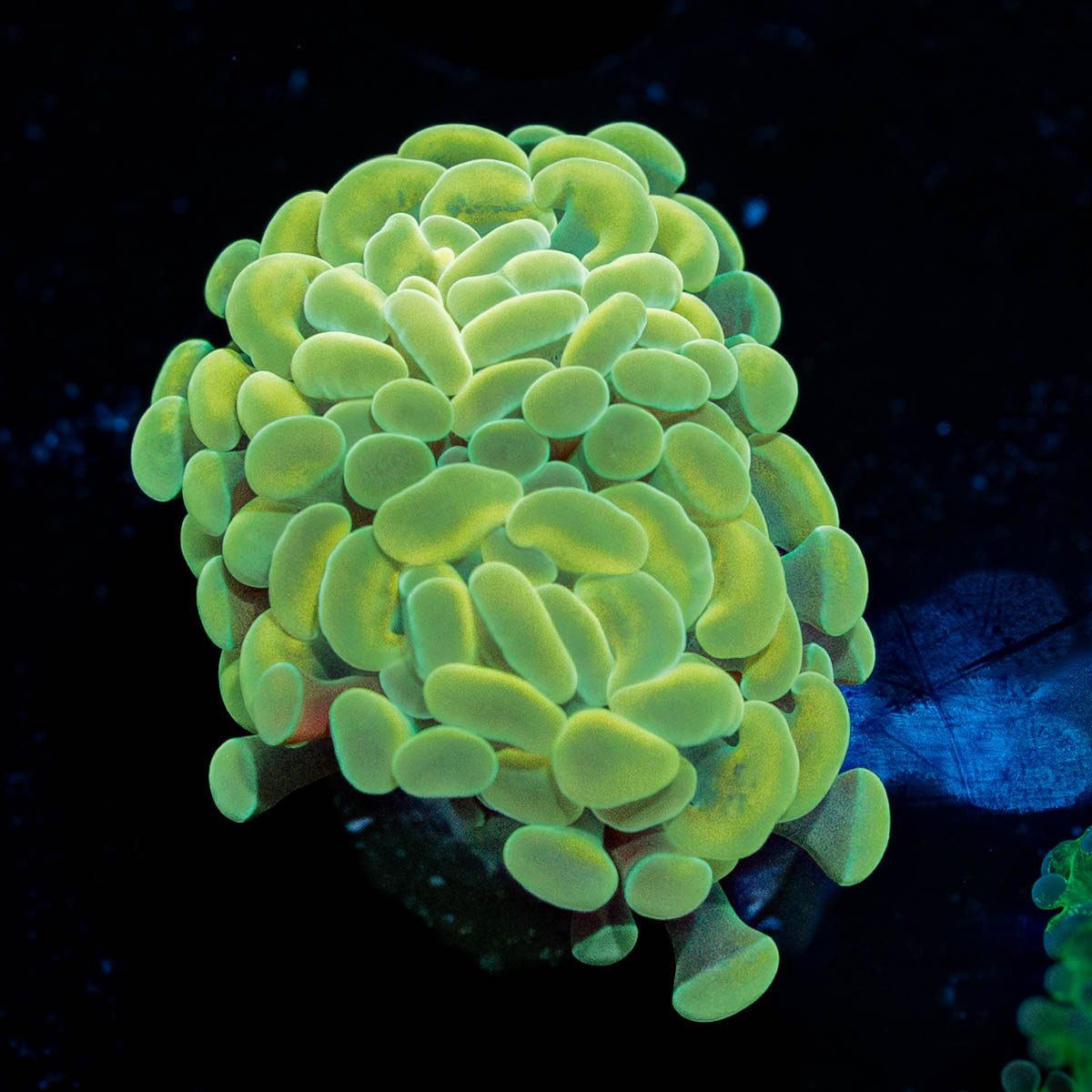 Golden Branching Hammer - riptide aquaculture llc