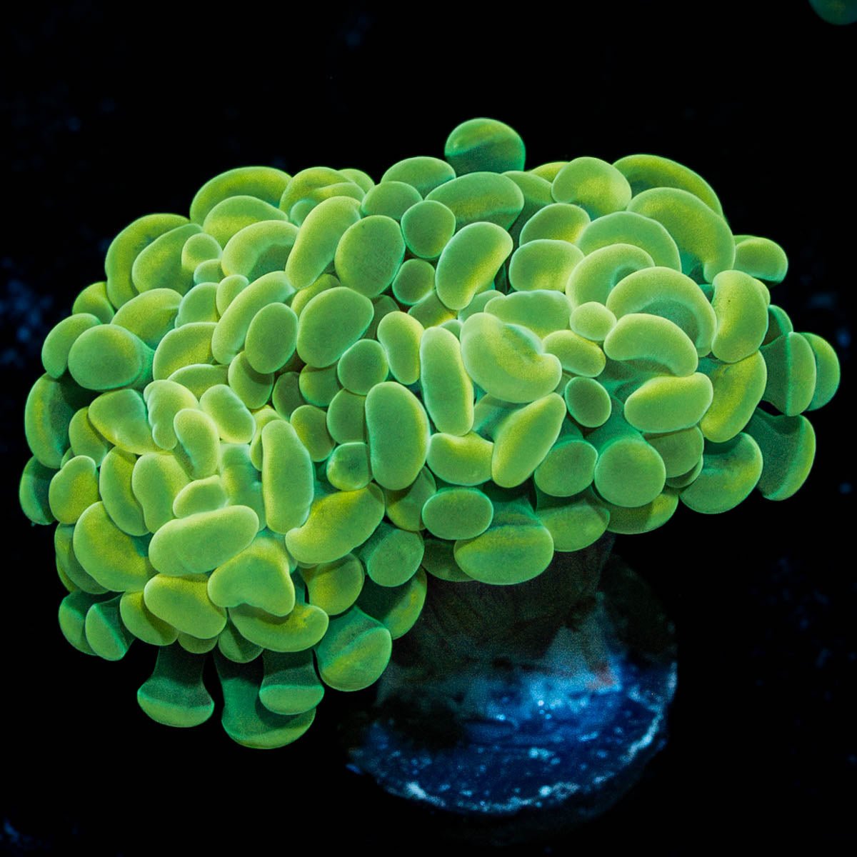 Golden Branching Hammer - riptide aquaculture llc