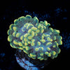 Golden Branching Hammer - riptide aquaculture llc