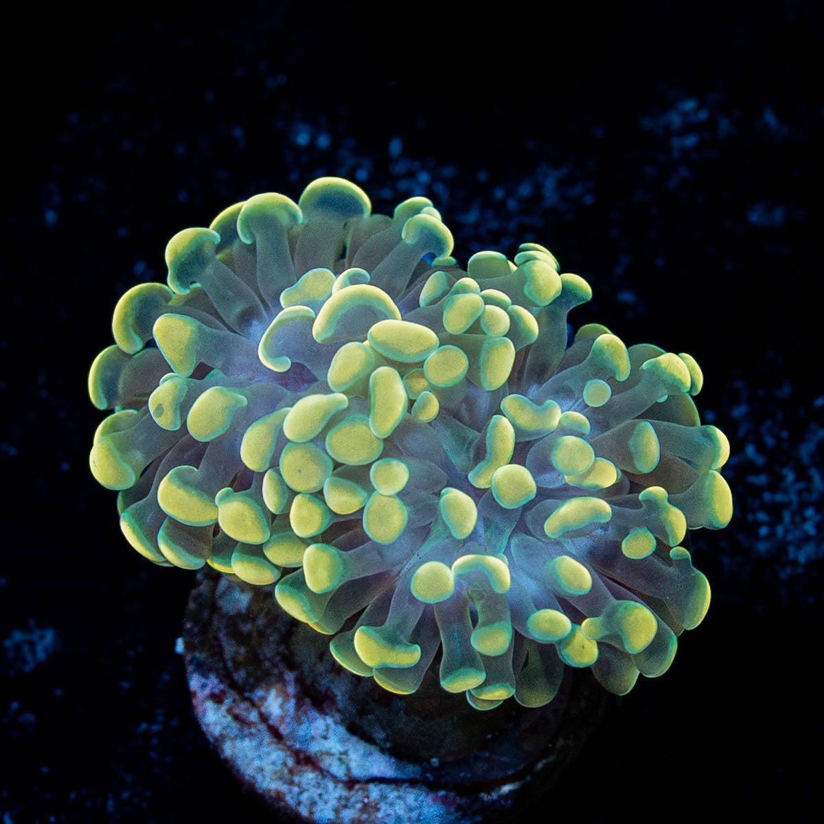 Golden Branching Hammer - riptide aquaculture llc