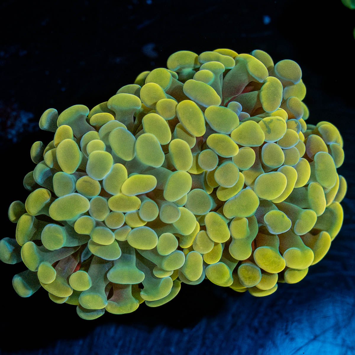 Golden Branching Hammer - riptide aquaculture llc