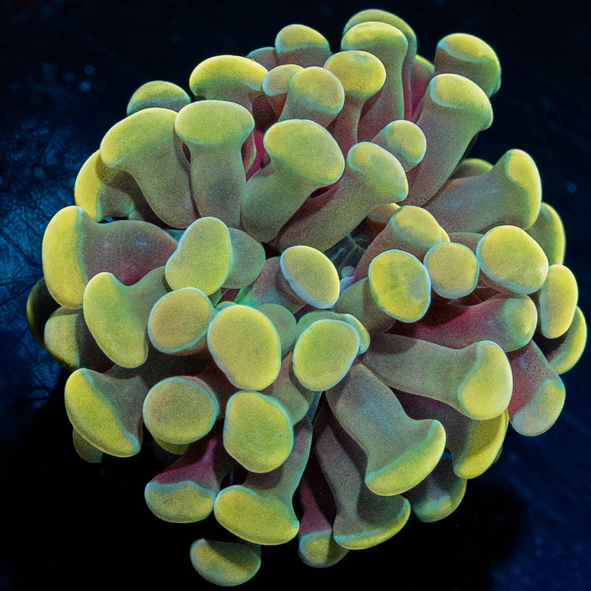 Golden Branching Hammer