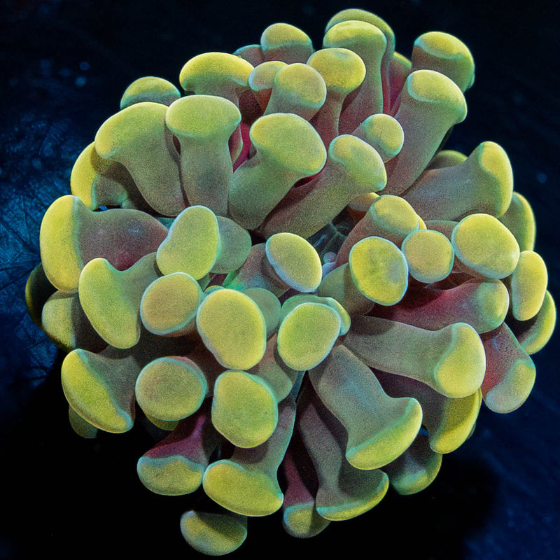 Golden Branching Hammer