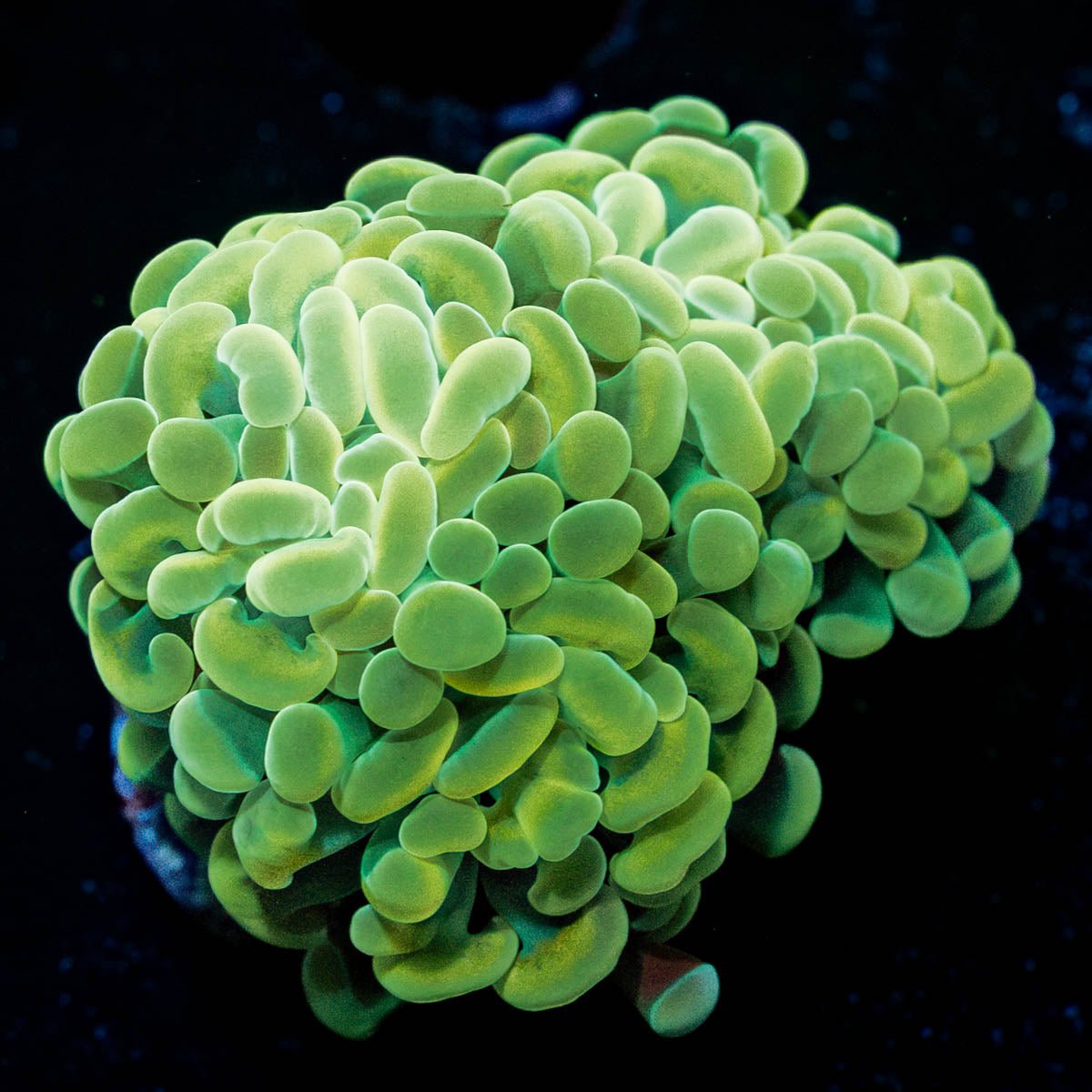 Golden Branching Hammer - riptide aquaculture llc