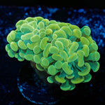 Golden Branching Hammer - riptide aquaculture llc