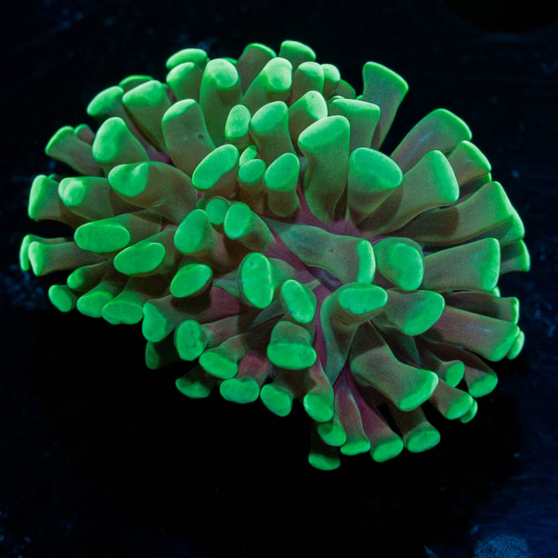 Green Branching Hammer