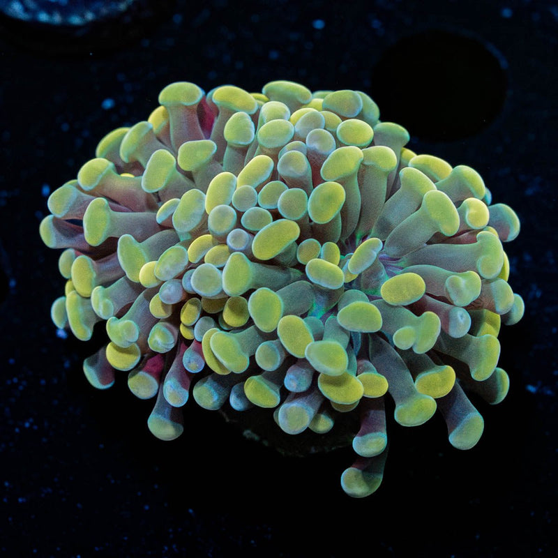 Golden Branching Hammer